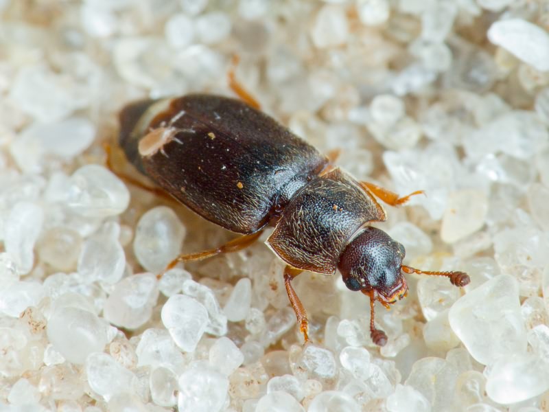 Nitidulidae Latreille, 1802